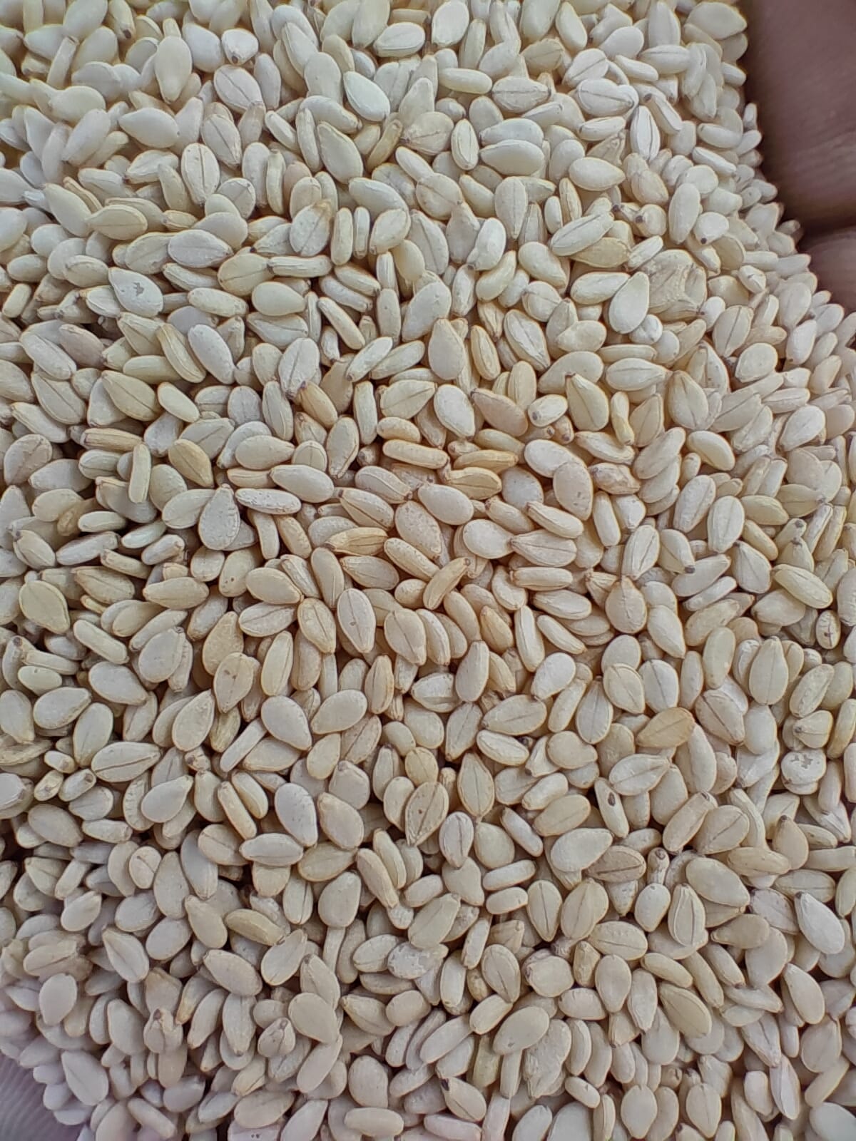 White Sesame Seeds